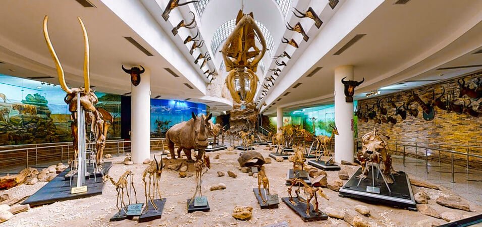 a-wonderful-view-from-inside-the-extinct-animals-preview-in-giza-zoo