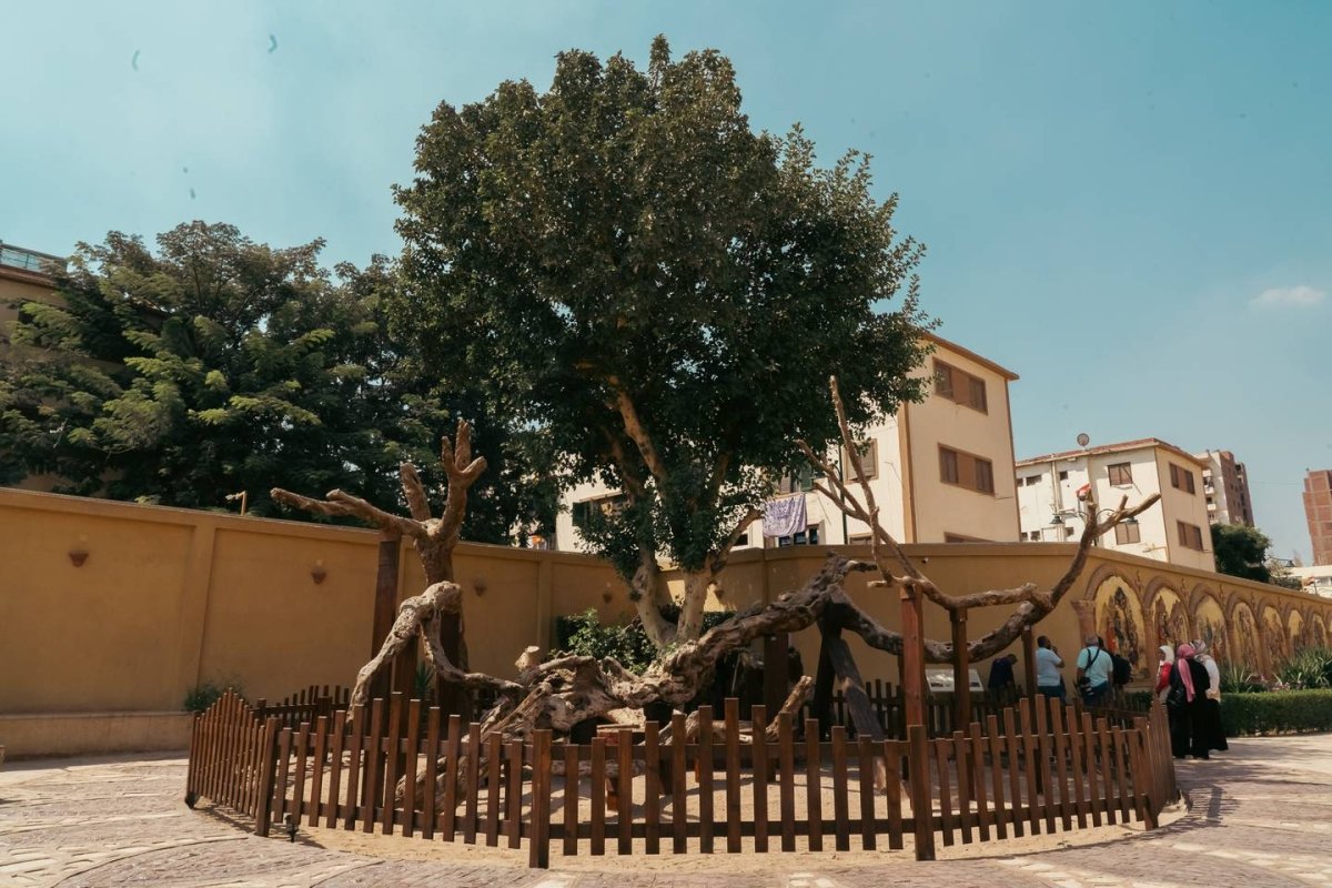 The Virgin Mary tree in Matarya